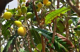 Retiro das Camélias 1 - Foto 41