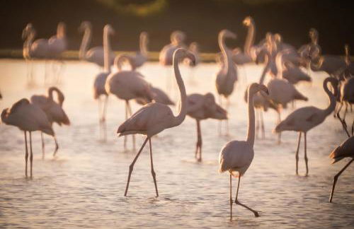 Pascoli 21/A - Foto 33