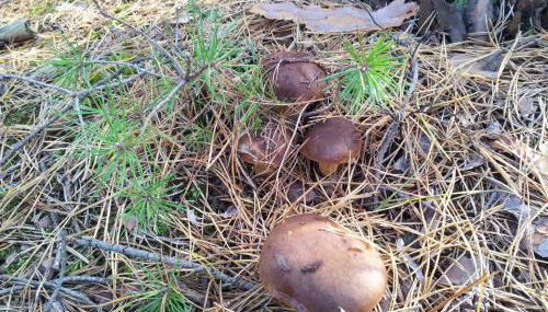 Stawy u Sikory - Dom Rybak - Agroturystyka i łowisko - Foto 3