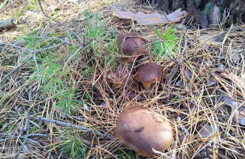 Stawy u Sikory - Dom Rybak - Agroturystyka i łowisko - Foto 3