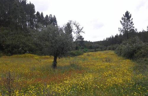 Palheirinho - Foto 30