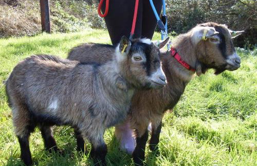 Guernsey Cottage - Foto 28