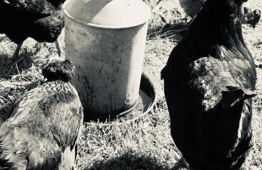 Ballygally seaview apartment - Foto 20