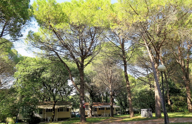 Green Holiday (GDO201) - Foto 22