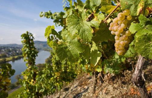 Mühlenhof - Riesling - Foto 23