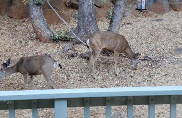 The Bungalow Partial Home Rental - Photo 13