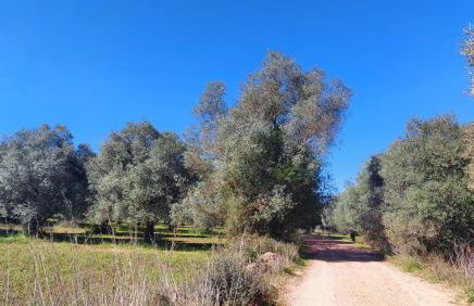 "Casa Oliveiras" studio avec terrasse et piscine - Foto 47