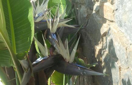 VILLA ASTERAKI private pool, magic sunsets, near Elafonisi - Foto 30