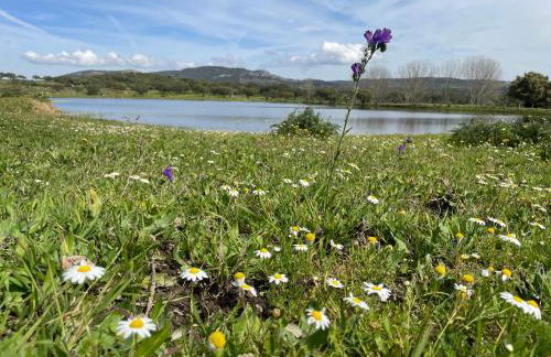 Almojanda 3 olive tree - Foto 66