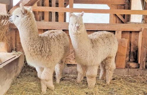 Freizeit- und Erlebnishof Schötz - Foto 13