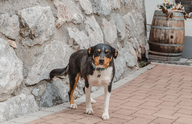 Angererhof - Foto 32