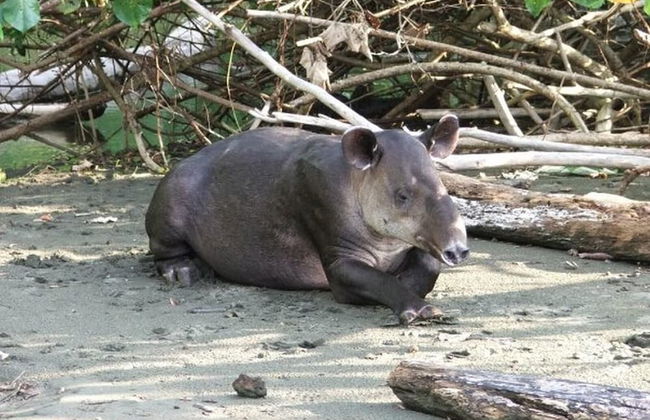 Classy artsy ocean-view unit near pool at Pacifico in Coco sleeps 6 - Foto 44