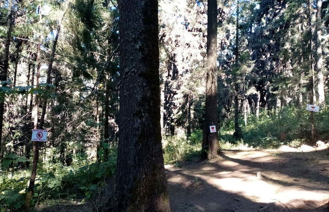 Excursão a Valle de Bravo e santuário de borboletas-monarca - Foto 3