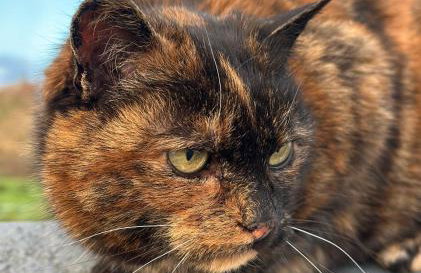 Ma Monaghan's Cosy Cottage County Tyrone - Foto 26