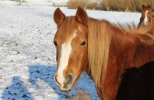 Ferienhof am Deich - Foto 15