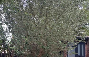 1 bedroom apartment - The Olive Tree - Foto 7