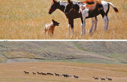 Masseria Straziuso - La Vaccariccia - Foto 45