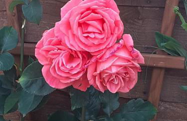 Rose View - Modern detached bungalow - Photo 45