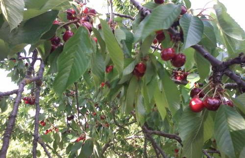 Giardino di Potentino - Foto 35