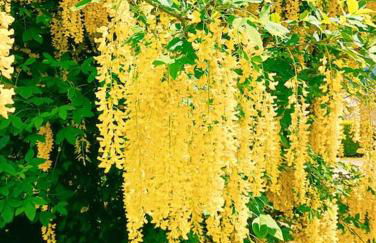 Maison Cluny - Foto 4