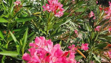 Apartments Dalmatia - Foto 3