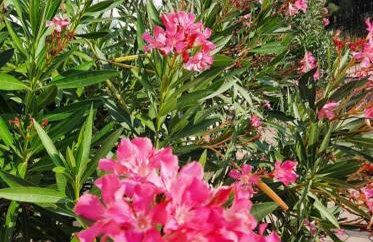 Apartments Dalmatia - Foto 3