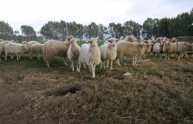 Agriturismo Archelao - Photo 31