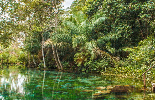 Snorkelling in the Sucuri River - Foto 1
