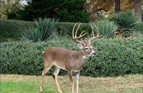 Island Escape|Sunsets| HotTub| Lake|Free Parking - Foto 41