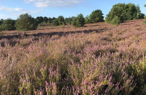 Carpe Deimern in der Lüneburger Heide - Foto 48