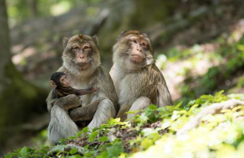 Holzhaus Onkel Fritz mit Sauna und Whirlwanne - Foto 64
