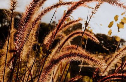 Arroyo & Grapes - Foto 16