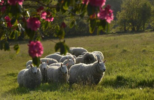 Sweet Pea Cottage, Amroth - Foto 38