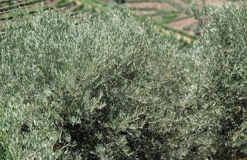 maison du olival - Photo 69