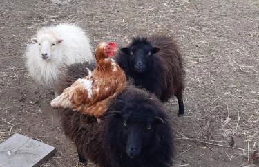 Ferienwohnung Wiesenhof - Foto 46