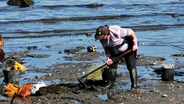Free tour à la découverte des fruits de mer de Villagarcía de Arosa - Photo 4