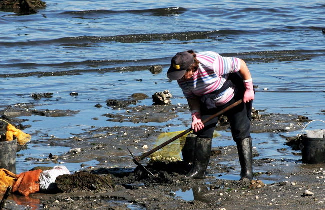 Free tour de las mariscadoras de Villagarcía de Arosa - Foto 4