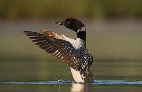 Toms Cabin On Lake Christopher - Foto 42