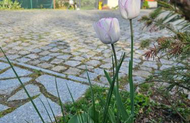 Centrum Spokoju - Dom w Karkonoszach - Foto 26