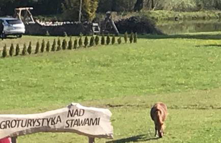 Agroturystyka nad stawami - Foto 21