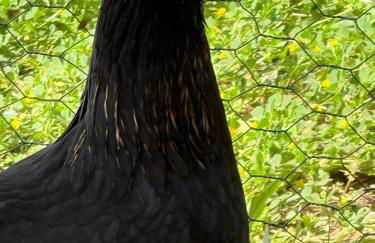 Casa Alegria - Photo 40