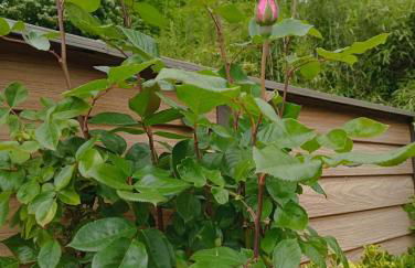 Gîte l'Olivianne - Foto 41