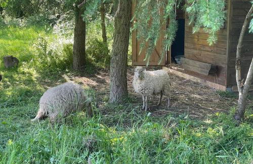 L hirondelle - Foto 14