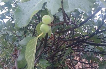 ELENI'S VILLAGE RELAXATION HOME - Photo 30