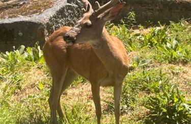 Ponderosa Creekside Retreat - Foto 59