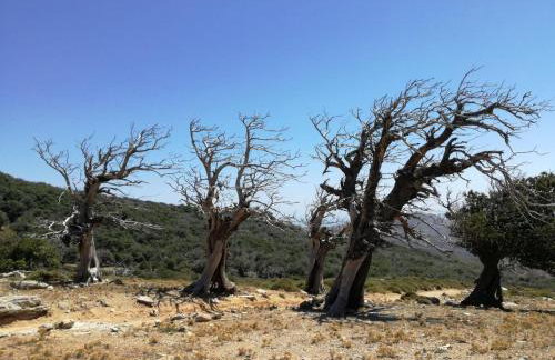 Gikas Apartments Triple Studio Sea View B6 - Foto 22