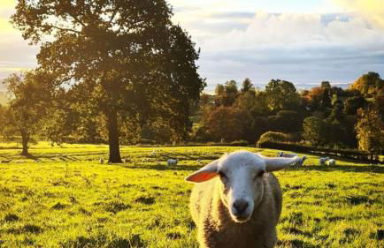 The Piggery - Foto 16