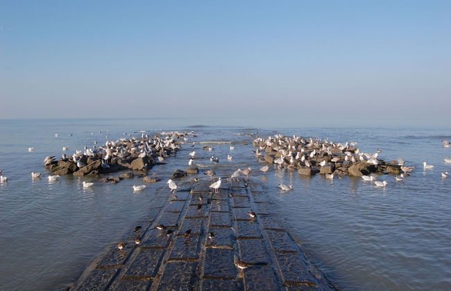 Apartment in St-idesbald Near the Sea - Photo 21