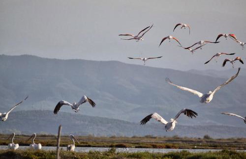 Koronisia Apartments - Foto 66