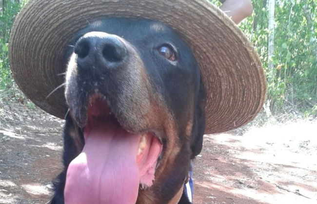 Hotel y Temazcal en Solferino - Foto 4